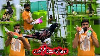 Aj Se New Pigeons Ki Training Start 