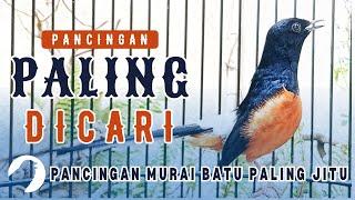 PANCINGAN MURAI BATU GACOR BIKIN MURAI BATU APAPUN LANGSUNG EMOSI