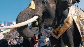 Elephant Round-Up Festival in Surin, Thailand