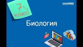 Биология. 7 класс. Заболевания органов дыхания. Причины и профилактика заболеваний /29.12.2020/