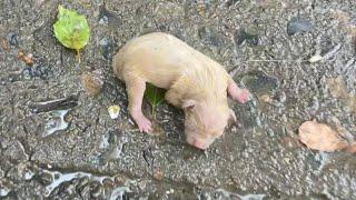 In the heavy rain, the newborn puppy trembled and tried to crawl step by step to find its mother