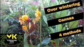 Overwintering cannas 4 methods