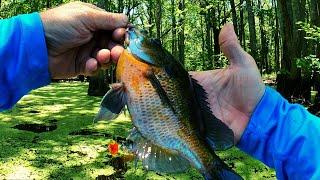 Hot summer Bluegills  -  Bream fishing