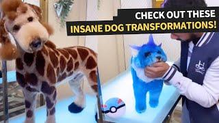 Craziest Dog Grooming Transformations