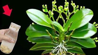 Pour 1 cup a month!Even the weakest orchid will grow 1001 roots and flower branches.