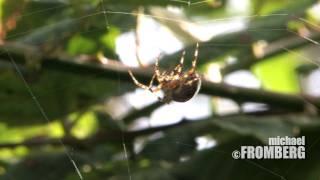 Canadian Orb Weaver Spider - Michael Fromberg