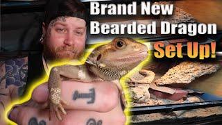 This Bearded Dragon Set Up Was Trash, So We Built Him A Brand New One!