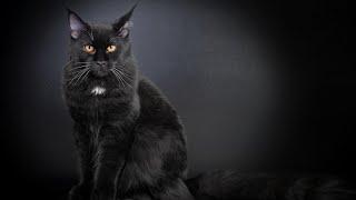 Black Maine Coon Cat – Features, Color &  Care Guide!