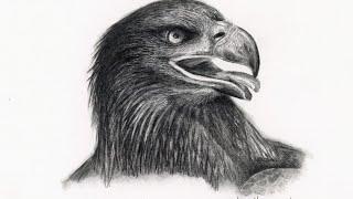 Sketching a SassePhoto Eagle - LIVE!