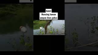 Gokil!!! mancing toman umpan ikan gabus