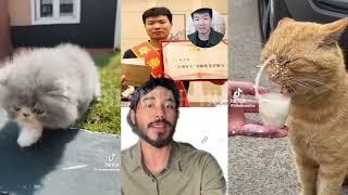 Viral video xu zhihui asal china blender kucing || kucing di blender viral full video || kucing