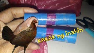 Pakakak tutorial, para sa manga pangating manok labuyo/red jungle fowl/ chicken hen sound