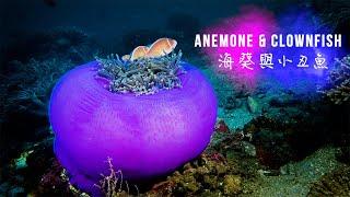 Beautiful Ball Shape Anemone & Clownfish Mix | 球狀海葵與小丑魚合輯