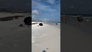 Destin Beach Walk #shorts #beach #destinbeach