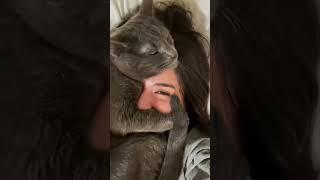 #foryou #funny #cat #cutecat #cute #shortvideo #funnyvideo