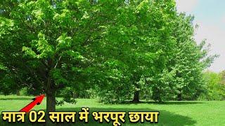Top 05 fast growing Shade Giving Trees in India