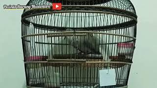 Suara burung puter pelung manggung gacor non stop