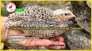 Coturnix Corner LIVE - special guest Rebecca Lynch