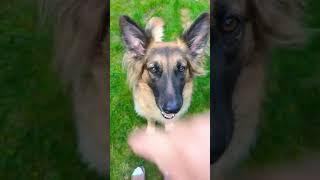 POV: You’re teaching your German Shepherd #germanshepherd #germanshepherdtraining #dog #dogtraining