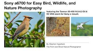 Sony a6700 for Easy Birds, Wildlife, and Nature Photography (w/ Tamron 50-400 Di iii VC VDX zoom)