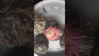 Blooming tea #asmr #aesthetic