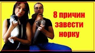 8 причин завести НОРКУ!