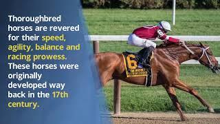 Interesting Horse Breeding Facts Worth Knowing - Richard Schibell Racing