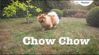 Chow Chow Puppies & Dogs | Breed Facts & Information | Petplan