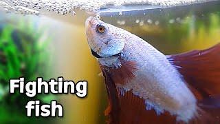 How to take good care of your betta fish