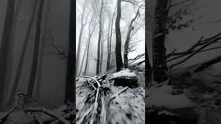 Absolute white in forest | Cinematic FPV  IG: ixography #runcam #fpvcinematic #drone #cinematic