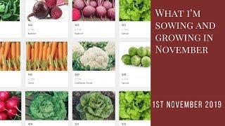 What I'm Sowing and Growing in November