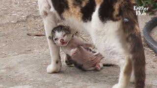 Touching Updates On Kitten Who Dangled From Fishing Net On Mother's Neck | Kritter Klub