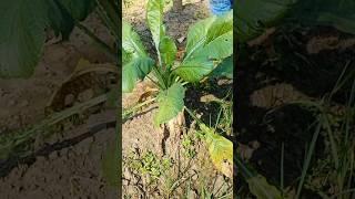 Vegetable Growing | Garden | Gardening Gardening tips | Garden Plants | Short Feed |