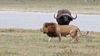 Brave Buffalo chases a Lion. Most Viral!