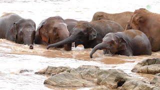 Happy Herd at Elephant Nature Park: A Beautiful Moment of Play and Unity - ElephantNews