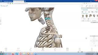 3D axial skeleton