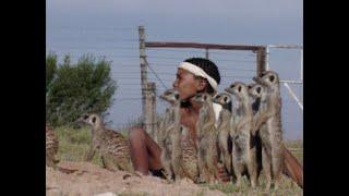 Dance with the Meerkats/ Danse avec les Meerkats