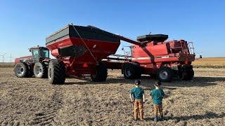 Little Farm Boys Harvesting Iowa Beans! Autosteer if finally working in the CASE IH 2388