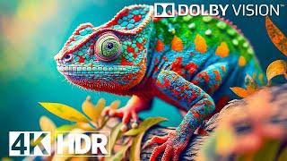 World's Insane 4K HDR 120 FPS Dolby Vision (4K Video)