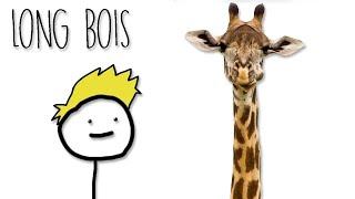 Why Do Giraffes Have Such Long Necks?