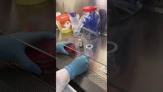 Microbiology | Biomedical Science at the Western Trust