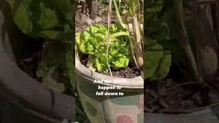 Grow your own food #organicgardening