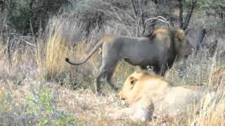 male lion adult vs young male lion