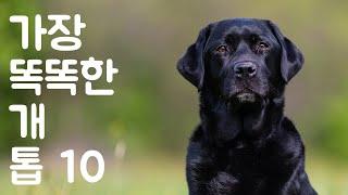 가장 똑똑한 개 TOP10 | 동물의 세계 - Animal World Korean