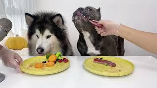 Best ASMR Dog In The World Raw steak#asmr #eat broadcast #eatinsounds