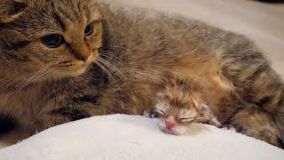 The baby kitten is a brown tabby that look just like its mother cat, Lili!