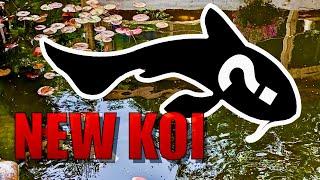 New Koi for the 15000 gallon pond plus spring update