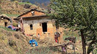 Daily Lifestyle in Nepali Mountain Village Barekot || Video 04|| IamSuman