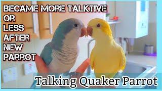 Baby Quaker Parrot Talking and keep asking are you a good boy | Monk Parakeet talking