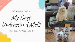 My Dogs and My Magic Word : They will Go Home